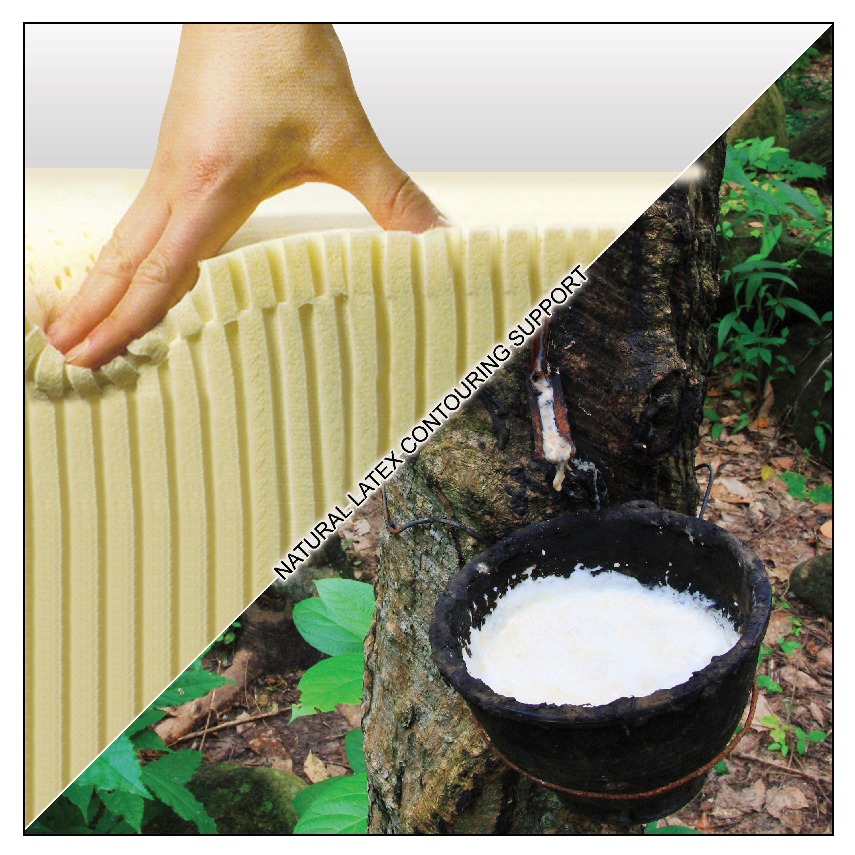 Elite 12" Natural Latex and Coil Mattress InnoMax